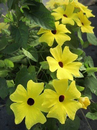 Yellow Flowers — Gardening Supplies in Belleville, IL