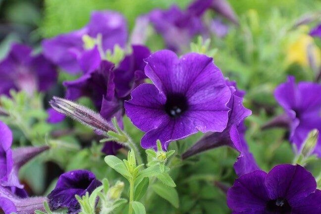 Purple Flowers — Gardening Supplies in Belleville, IL