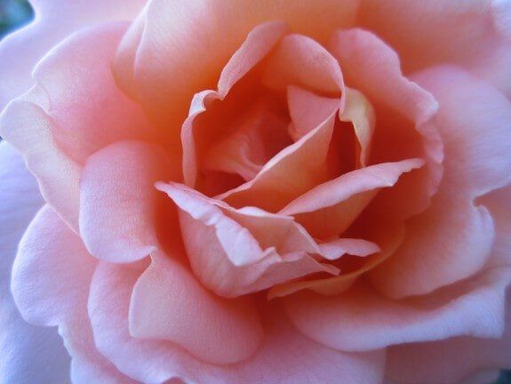Pink Rose — Gardening Supplies in Belleville, IL