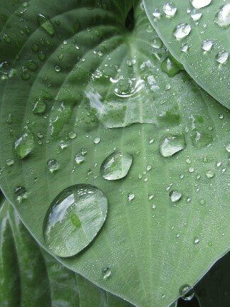 Raindrops on Leaf — Gardening Supplies in Belleville, IL