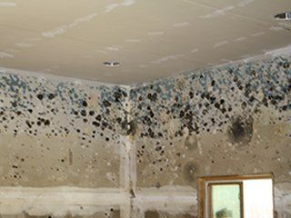 black mold growing on walls and ceiling