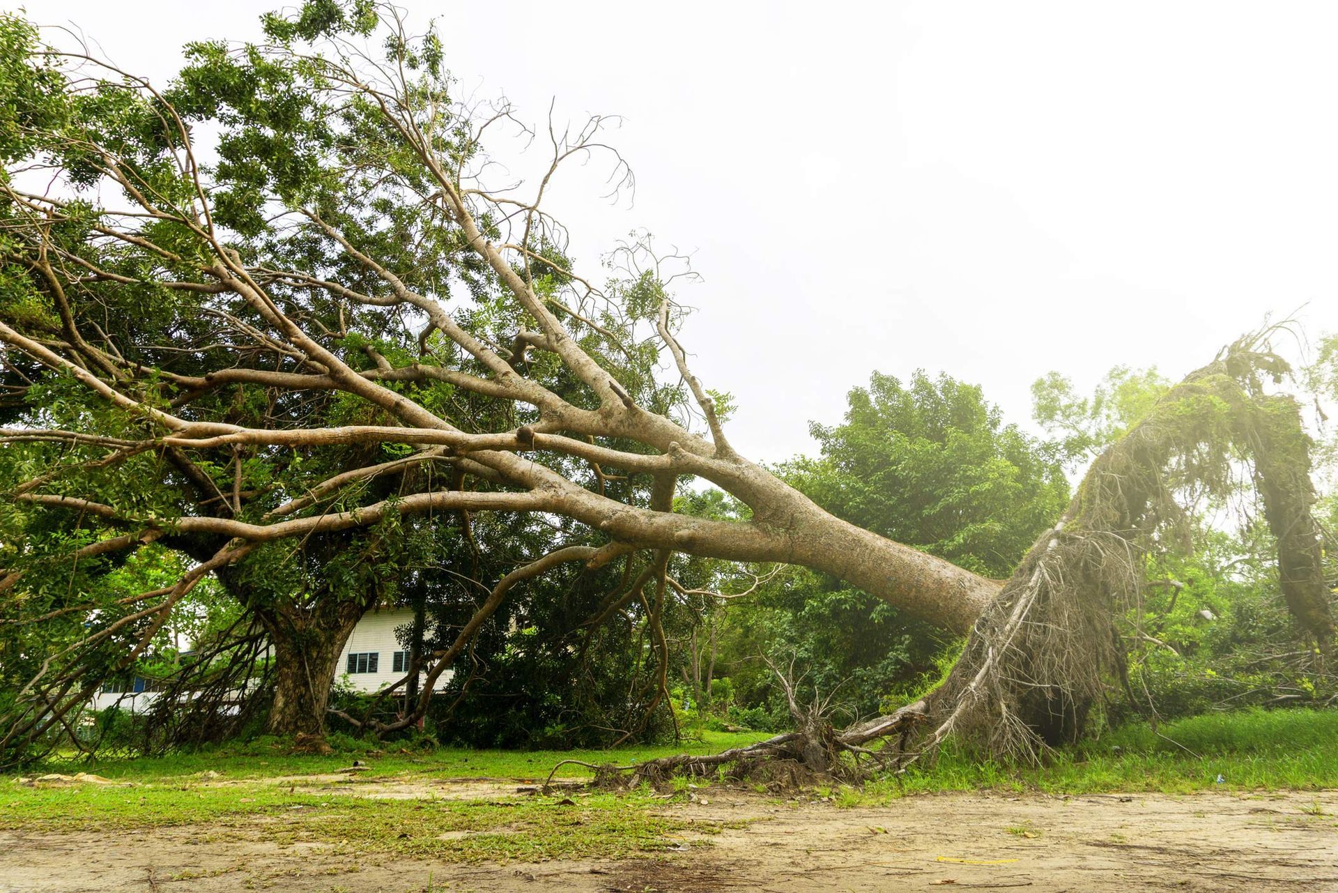 Natural disaster for fallen trees.