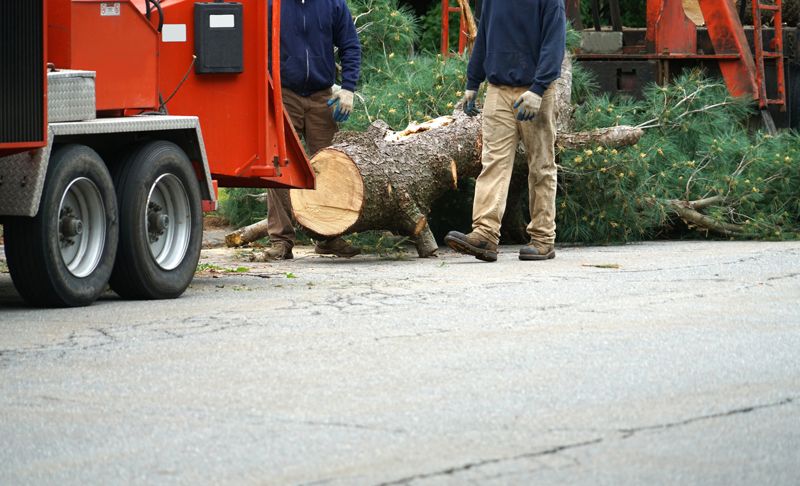 Two workers in blue uniform, performing tree removal services in a residential area.