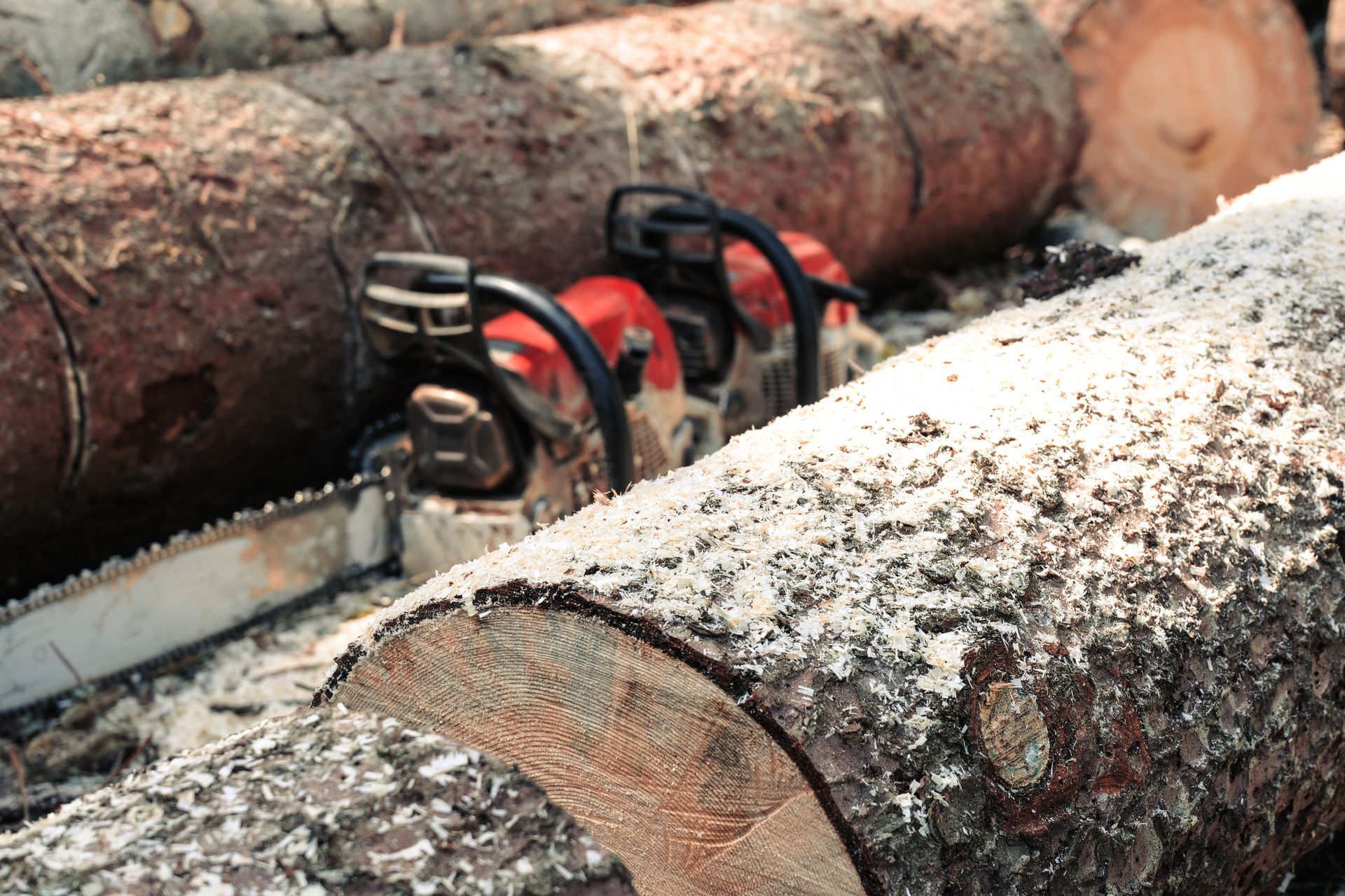 Two red chainsaws with off-fire chains resting on large felled tree trunks. Two red chainsaws with off-fire chains resting on large felled tree trunks.