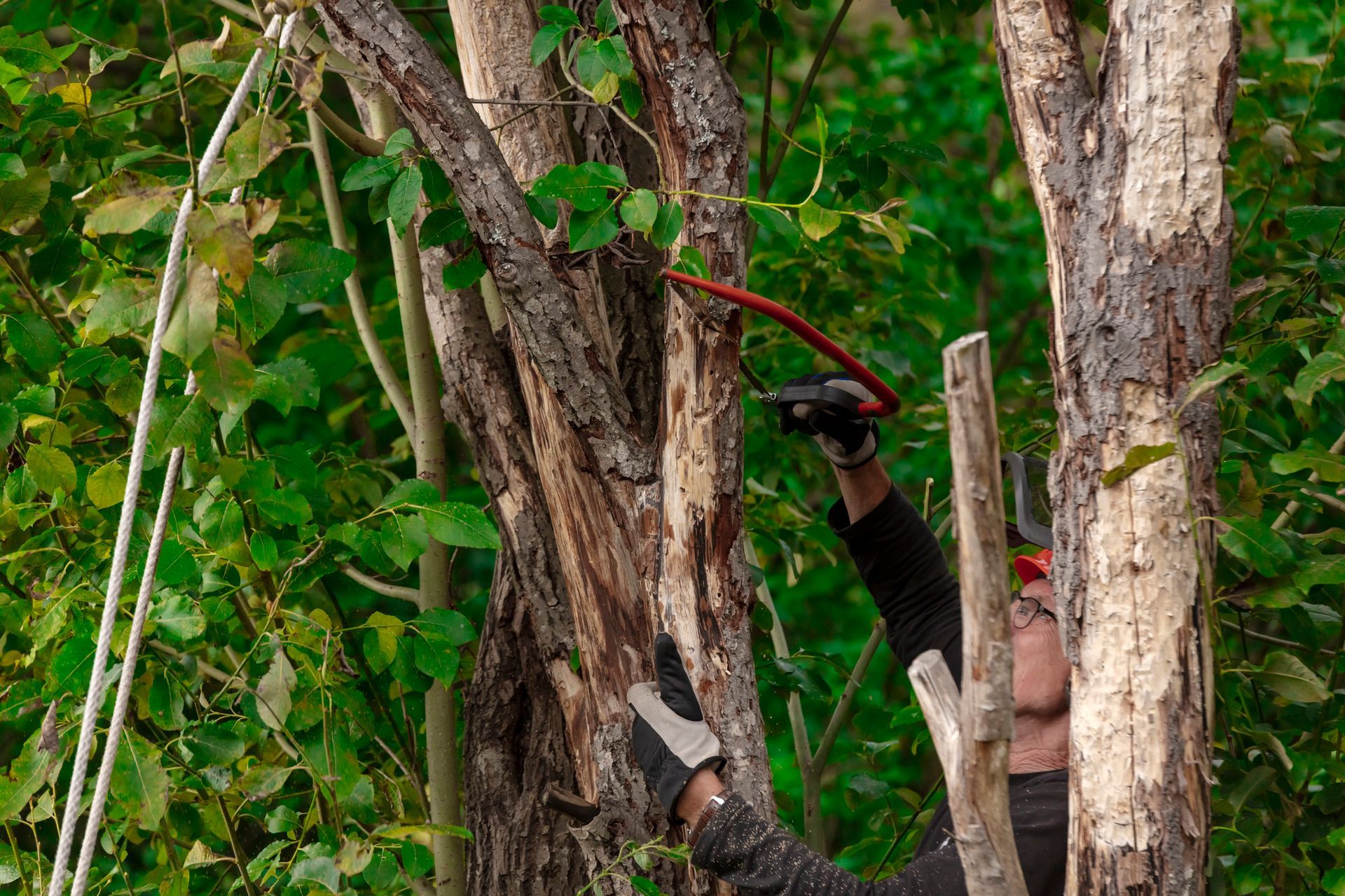 Person cutting tree branch with handsaw in forest.