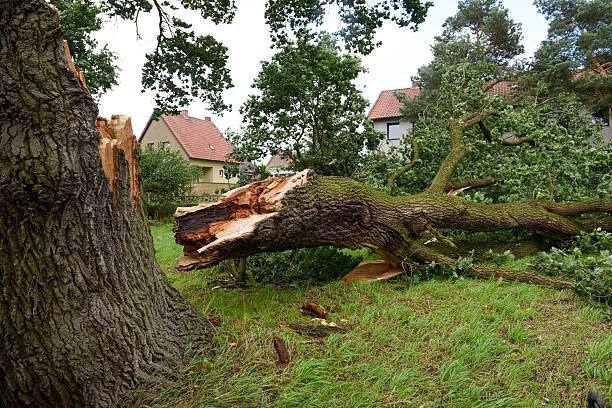 A large tree trunk split and fallen on green grass, with homes in the background.