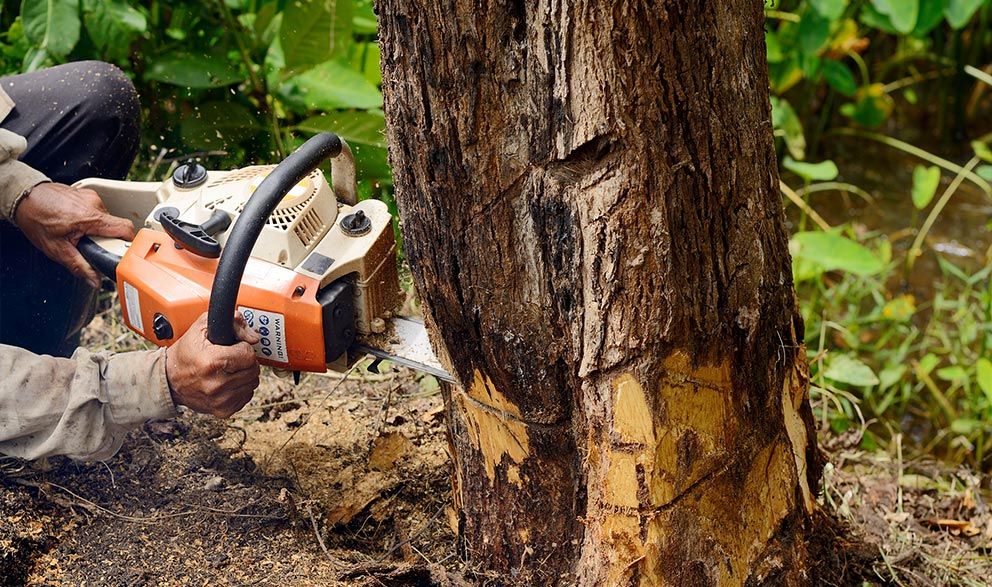 Arborist Cutting Old Tree — Eugene, OR — Hodgson Tree Service