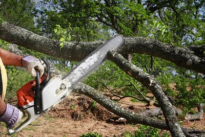 Arborist Cutting Tree Branch — Eugene, OR — Hodgson Tree Service