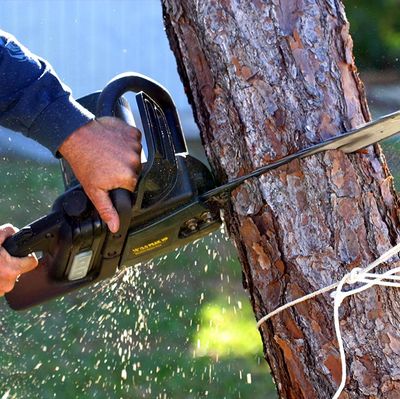 Cutting Tree — Eugene, OR — Hodgson Tree Service