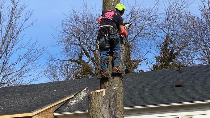 Professional tree trimmer climbing a tree beside a roof for safe tree removal.