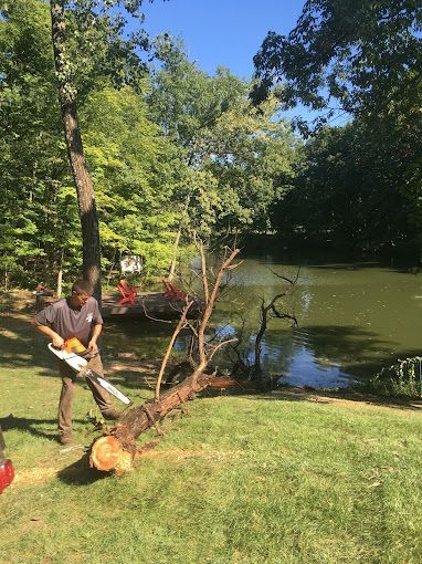 Professional tree trimmer with chainsaw cutting down a large tree near a lake in Columbus, Ohio