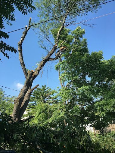 Professional tree trimmer cutting branches at the top of a tree for precise trimming.