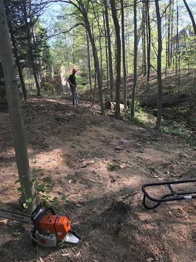 A tree trimmer standing on the ground, surrounded by trees in Columbus, Ohio.