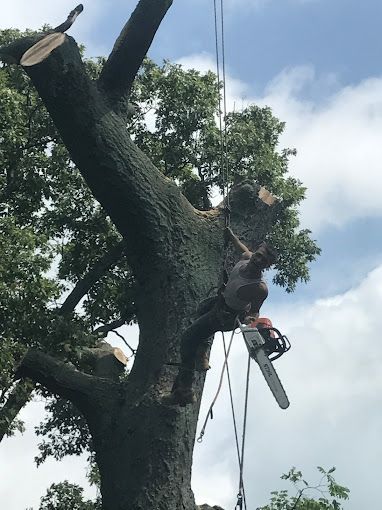 A professional tree trimmer hanging from a large tree while holding a chainsaw.