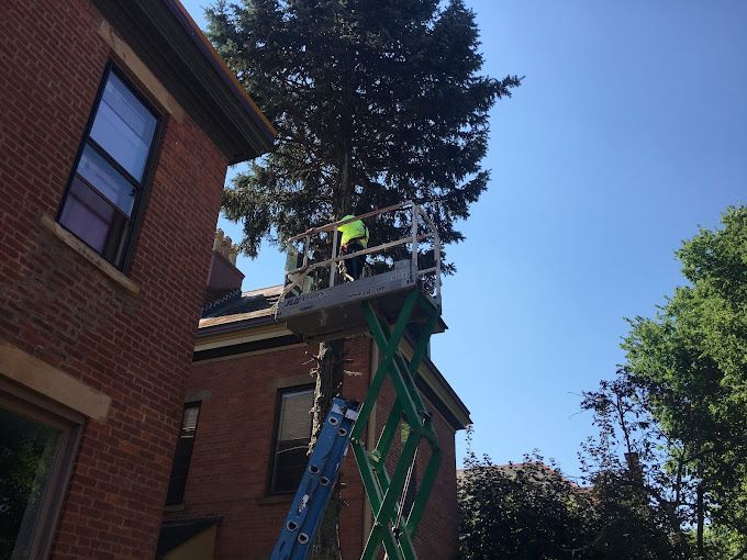 A professional tree trimmer riding in an aerial lift towards a tall tree next to a house.