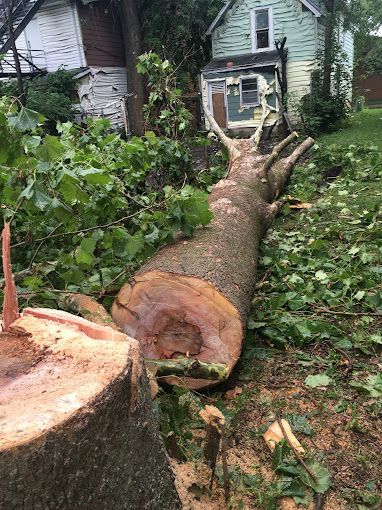 Stump of a large tree removed by expert tree cutting services