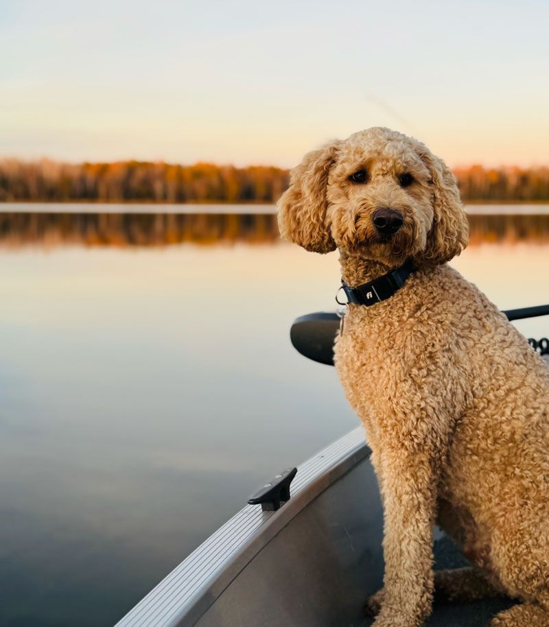 golden doodle