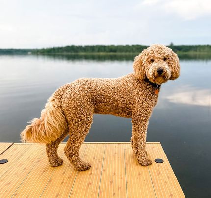 golden doodle