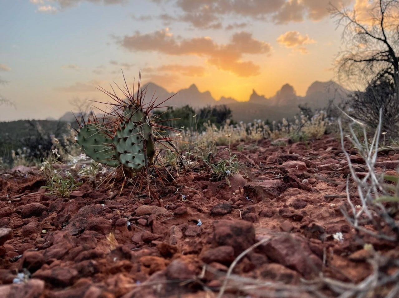 A desert landscape with a cactus in the foreground and a sunset in the background