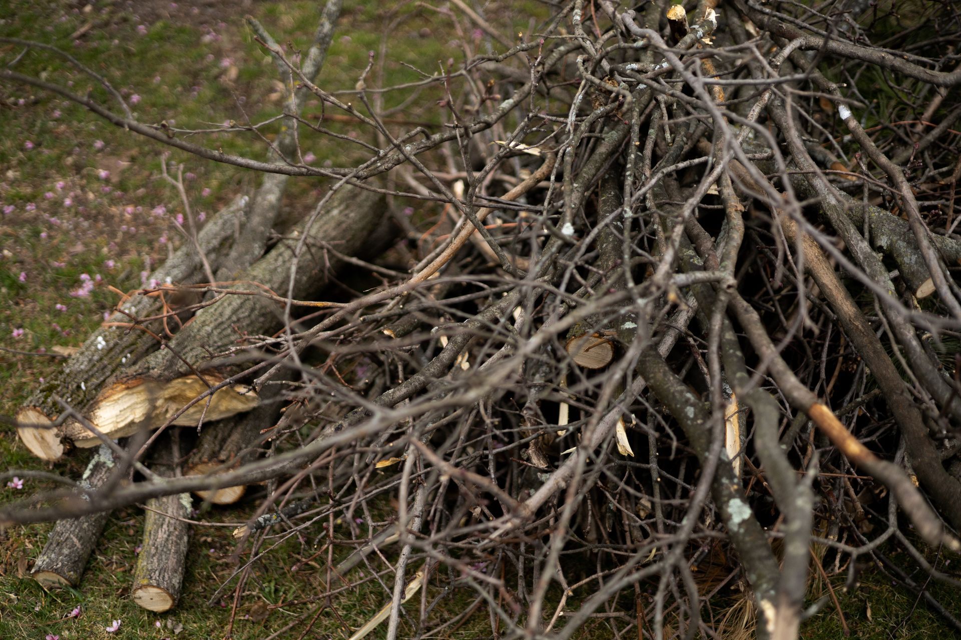 A pile of wood is sitting on the ground in the grass.