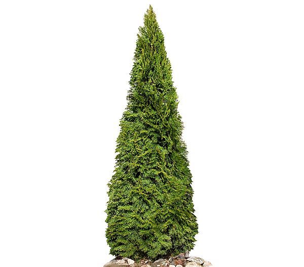 Pépinière Soleil conifères