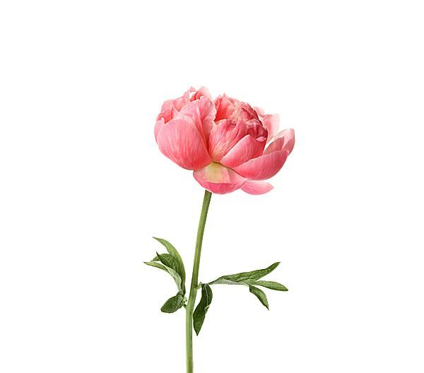 Pépinière Soleil vivaces