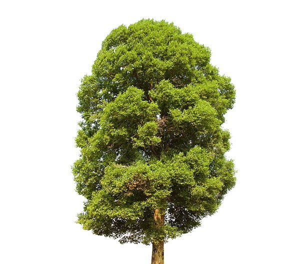 Pépinière Soleil arbres