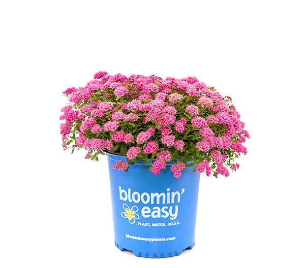 Pépinière Soleil arbustes