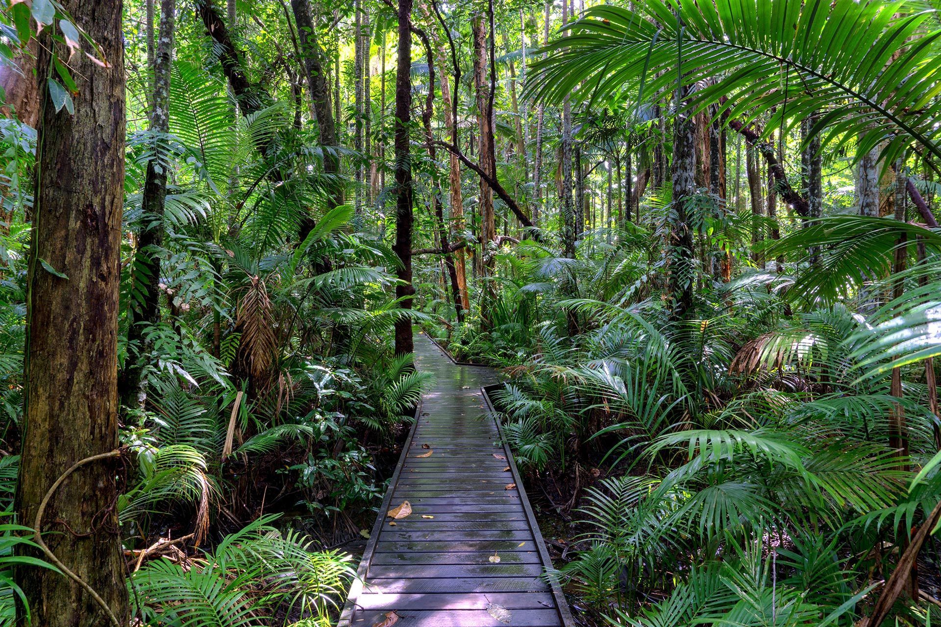 Wooden walkway through lush, green rainforest; tall trees and ferns line the path — A1 Mobile Safety Certificates in Edge Hill, QLD