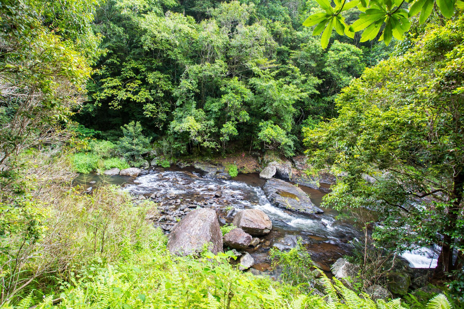 A Lush Green Forest Scene With a Flowing River and Large Rocks — A1 Mobile Safety Certificates in Redlynch, QLD
