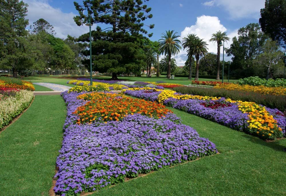 A Garden Filled with Purple and Yellow Flowers — Ryde Energy in Toowoomba, QLD