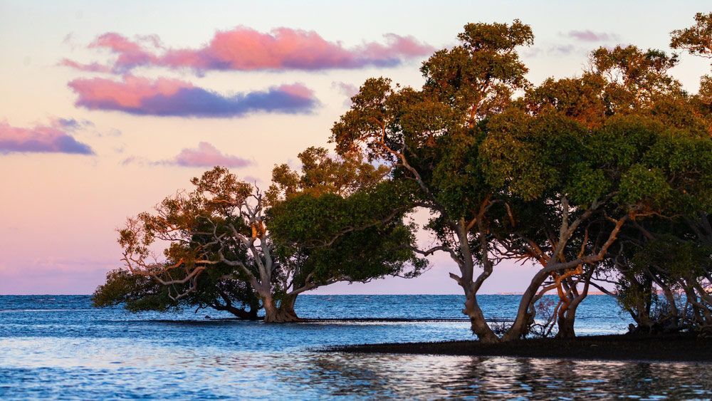 A Group of Trees Sitting on Top of a Small Island in the Middle of the Ocean — Ryde Energy in Moreton Bay, QLD