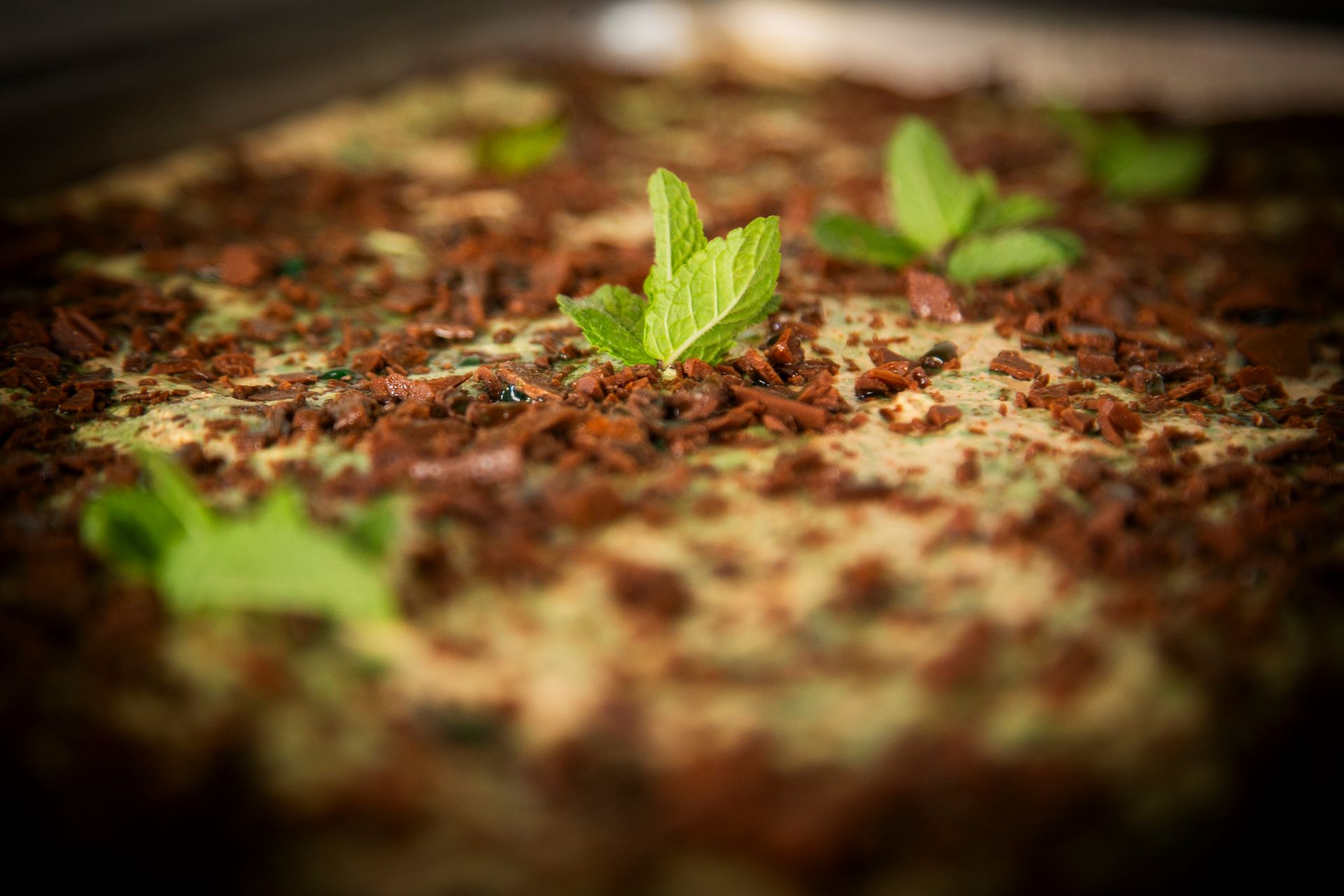 Mint chocolate dessert, topped with fresh mint leaves and chocolate crumble.
