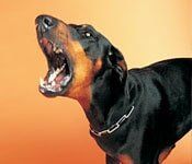 Angry dog - Law services in Sterling Heights