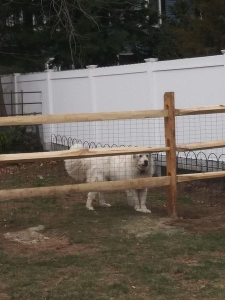 A white dog is walking behind a wooden fence