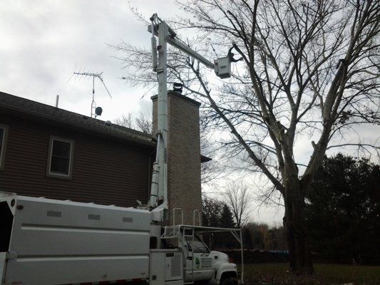 Trimming Branches Of The Tree — Genesee County, MI — Greenwood Tree Service