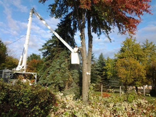 Cutting Branches Of The Tree — Genesee County, MI — Greenwood Tree Service
