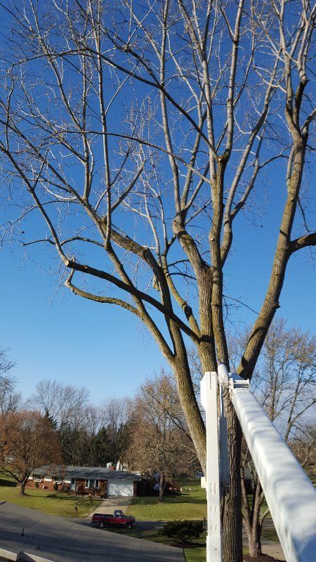Cutting Small Branches Of Tree — Genesee County, MI — Greenwood Tree Service