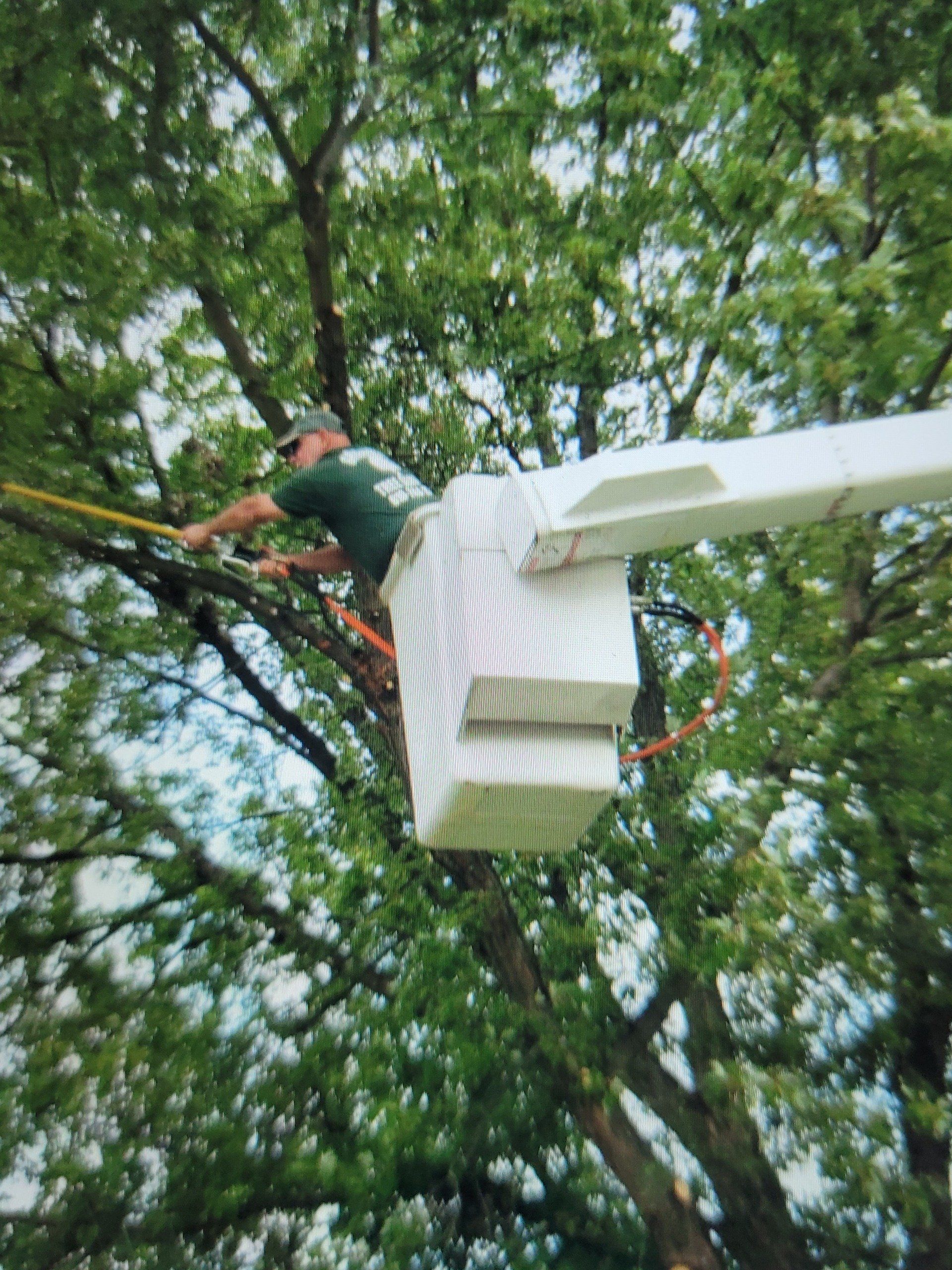 Man Cutting Tree Branches — Genesee County, MI — Greenwood Tree Service