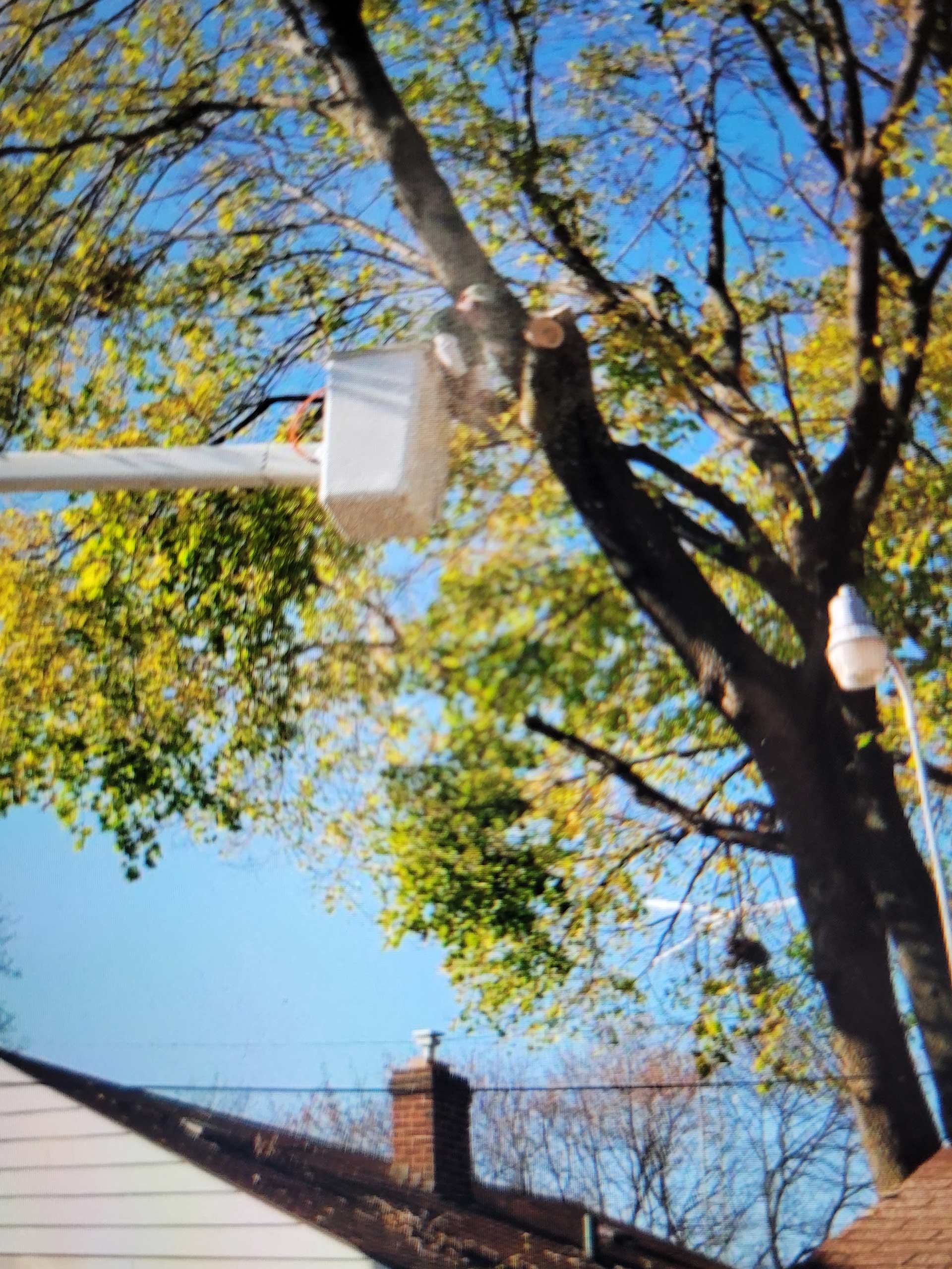 Tree Cutting Service — Genesee County, MI — Greenwood Tree Service