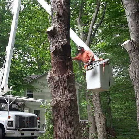 Cutting The Tree — Genesee County, MI — Greenwood Tree Service