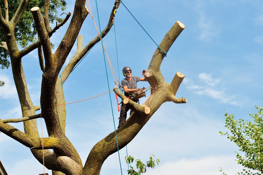 Man Cutting Big Branch Of Tree