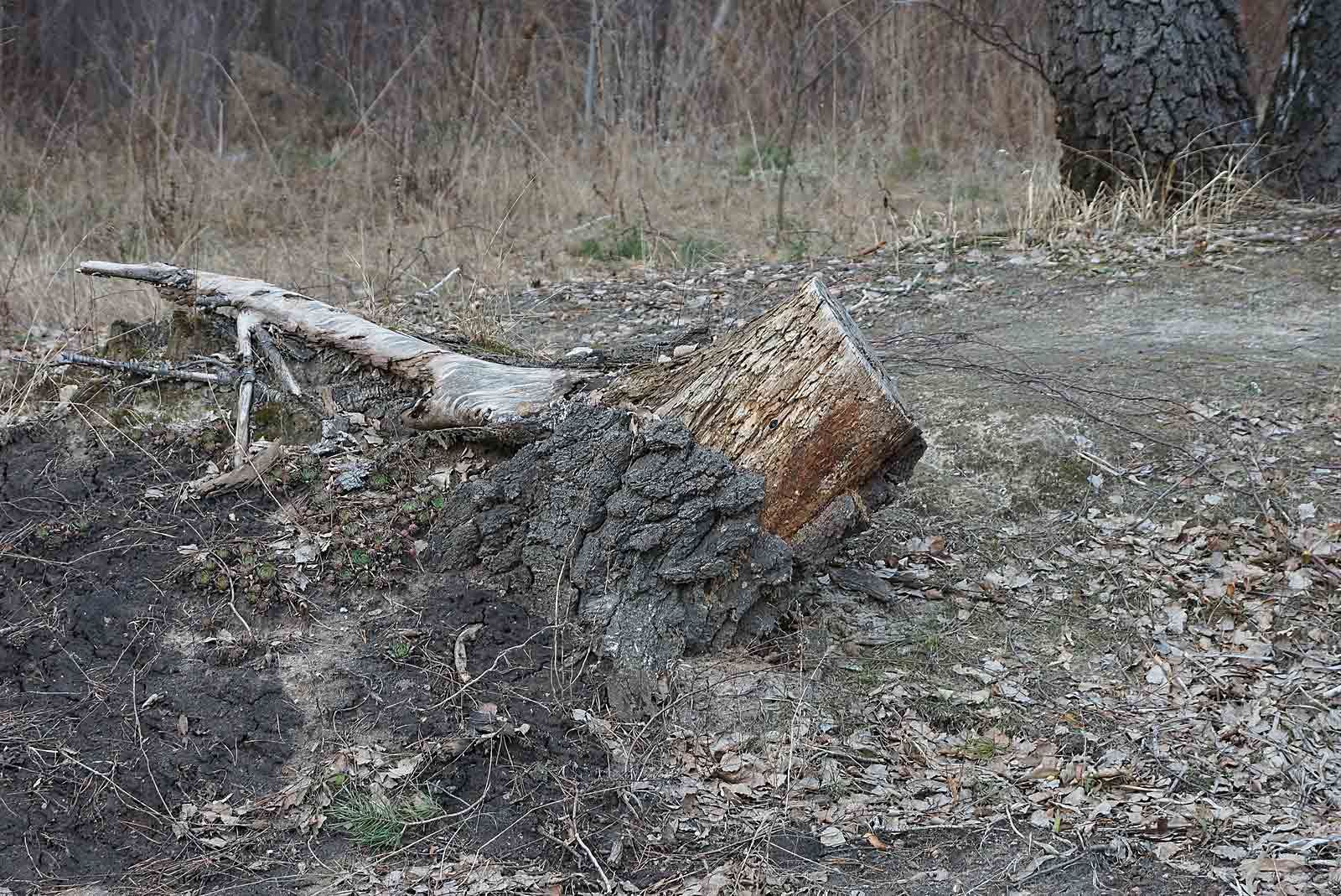 Old Gray Tree Stump