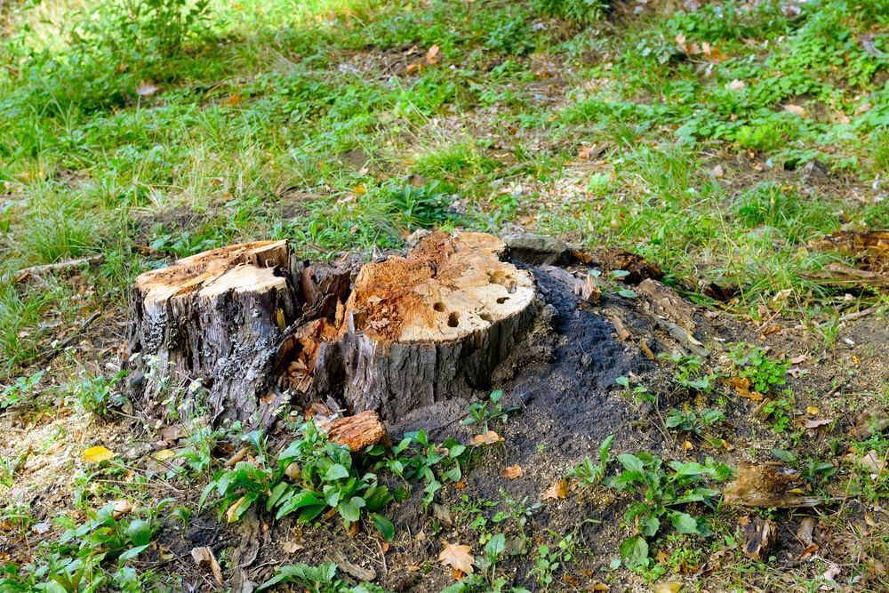 Old Tree Stump Removed