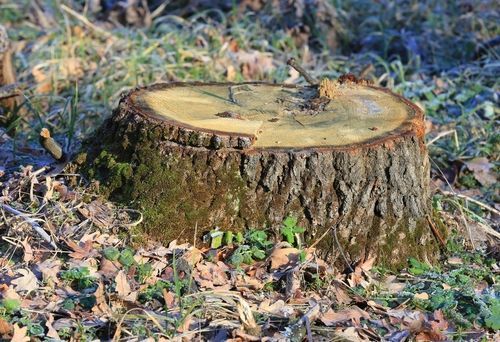 Tree Stump Across The Forest