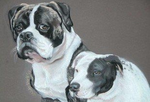 portrait of two black and white dogs