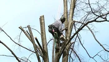 Arborist cutting tree branches, secured with a harness, against a blue sky.