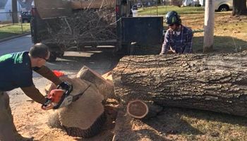 A man is cutting a large log with a chainsaw.