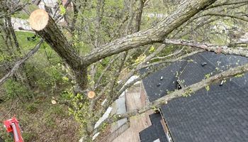A tree is being cut down in front of a house.