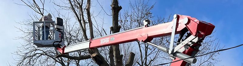 A man is cutting a tree with a crane.